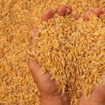 Export Subsidy against export of Rice