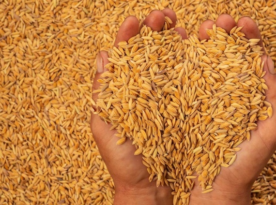 Export Subsidy against export of Rice