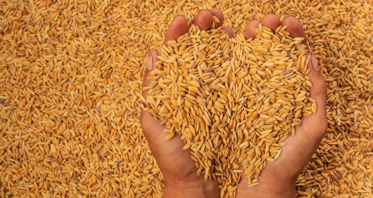 Export Subsidy against export of Rice